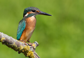 Сommon kingfisher, Alcedo atthis. Sunny day, a young bird sitting by the river on a beautiful branch, peering into the water, waiting for a fish