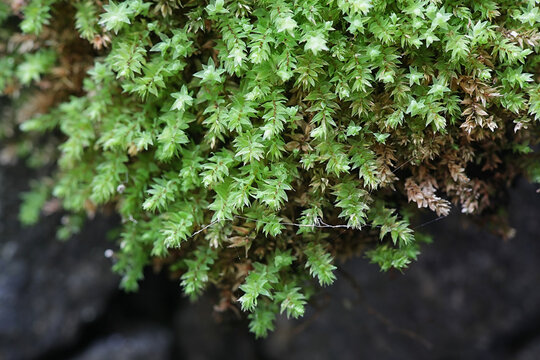 Mnium stellare, known as the starry thyme-moss or stellar calcareous moss