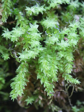 Mnium stellare, known as the starry thyme-moss or stellar calcareous moss