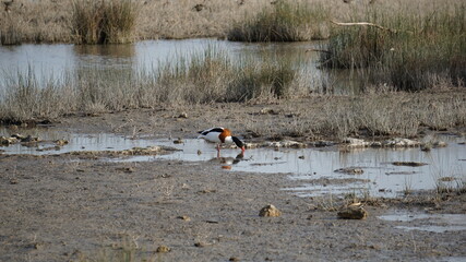 a duck in the Albufera Nature Reserve on the island Mallorca (Spain), January