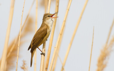 Great reed warbler, Acrocephalus arundinaceus. A bird sits on a reed stalk by the river and sings