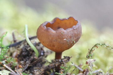 Dumontinia tuberosa, known as the Anemone Cup, wild fungus from Finland