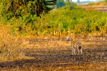 It's African spot hyena in Uganda