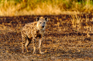 It's African spot hyena in Uganda