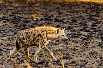Obraz na płótnie Canvas It's African spot hyena in Uganda