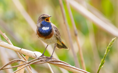 Bluethroat, Luscinia svecica, Cyanecula. A singing bird sits on a reed stalk