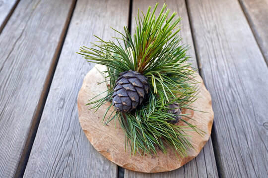 the ripe cones from a swiss stone pine, pinus cembra for a delicious liquor on a wood board