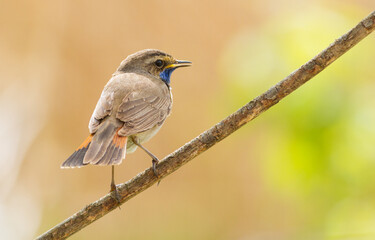 Bluethroat, Luscinia svecica, Cyanecula. A bird sits on the stem of a plant and looks at something