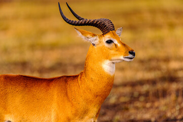 It's African antelope in Uganda