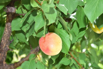 Albicocca è il frutto dell'albicocco (Prunus armeniaca), appartiene alla famiglia delle Rosacee e al genere prunus. Sicilia