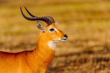 It's African antelope in Uganda