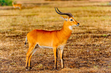 It's African antelope in Uganda