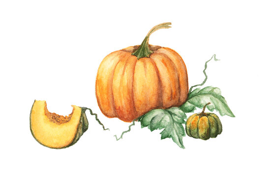 Orange watercolor pumpkins on white background
