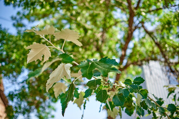 Silver poplar (Populus alba). Leaves shine on a sunny day