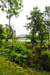 Vue sur un marais à travers les branchages des arbres verts dans le Connemara en Irlande.