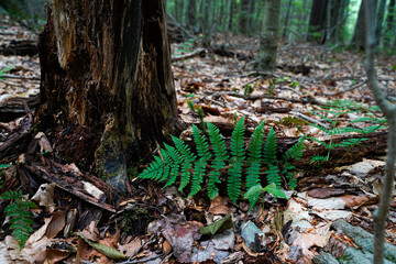 Large fern at the bottom of a tree trunk. Woodland image.