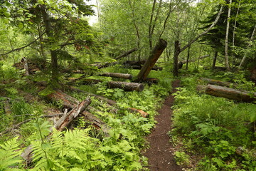 a path in the forest among the windbreak, a path in the forest thicket among the trees felled by the storm