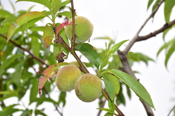 noci immature all'abero, Guscio di noce dentro la consueta buccia verde della drupa. Un gheriglio di noce Sicilia. Sicilia