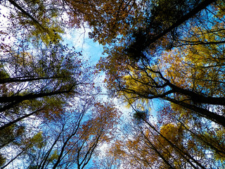 Autumn trees against blue sky.