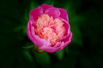 pink lotus flower.pink tulip flower