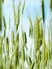 Close up of wheat pla