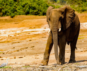 It's Elephants in Africa, Uganda