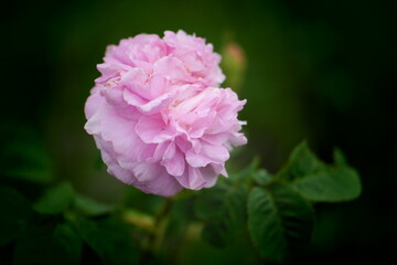 pink peony flower