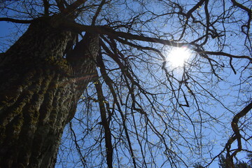 tree and sky