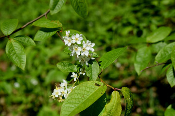 butterfly on a flower