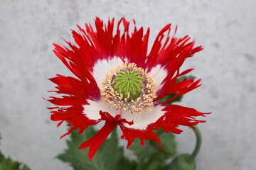Beautiful white and red poppy flower , variety Victoria Cross