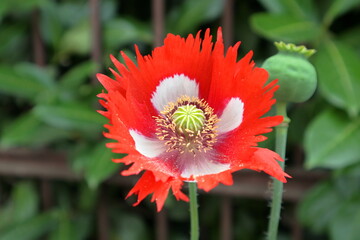 Beautiful white and red poppy flower , variety Victoria Cross