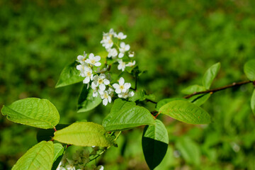 green leaves in spring