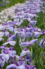 ハナショウブの群生