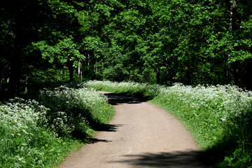 path in the garden