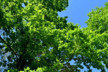 green leaves against blue sky