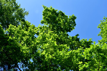 green leaves and blue sky