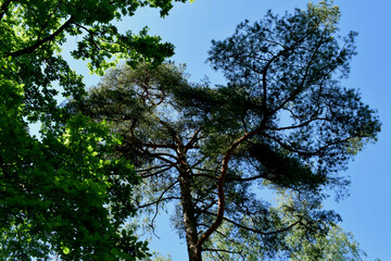 trees and sky