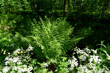 Fototapeta premium green fern leaves
