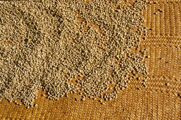 Coffee beans washing and drying procedure