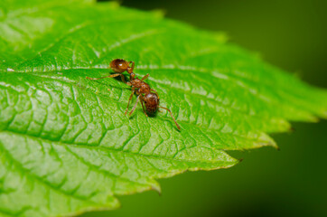 red ant on leaf