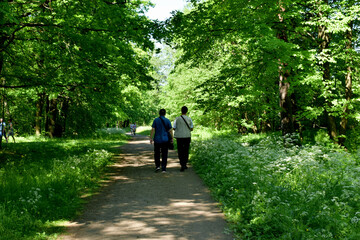 Fototapeta premium walking in the park