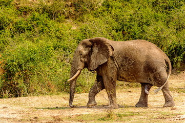 It's Elephant in Uganda, Africa