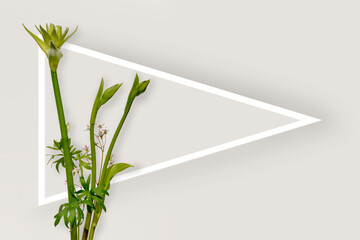 Hosta stems and white triangular frame with copy space on cream background, minimalists design.