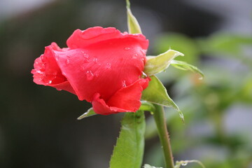 rosales