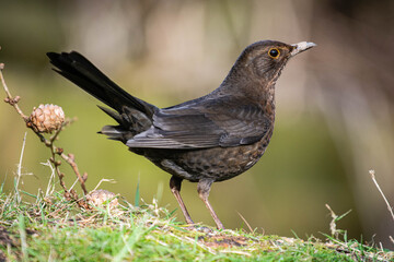 Female blackbird