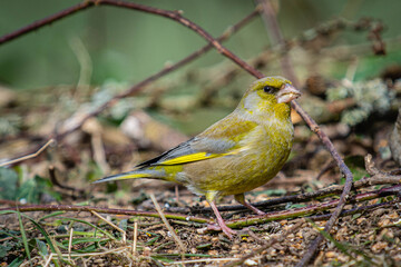 Close up of a Greenfinch on the ground