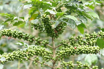 Fototapeta na wymiar Coffee plants and fruits