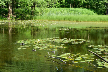 lake in the park