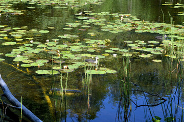 water lilies in the pond
