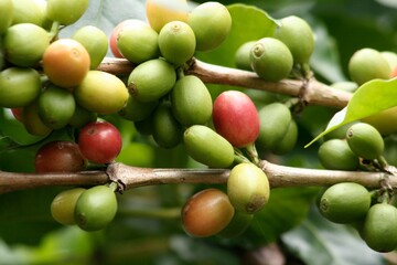 Coffee plants and fruits